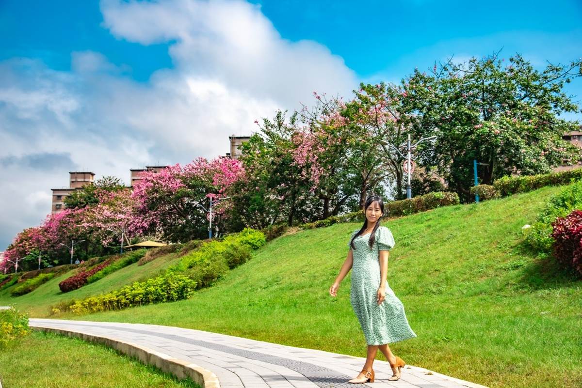 秋限定「賞櫻步道祕境」藏在這！上百株「美人樹」粉嫩大爆發，11月前免費拍