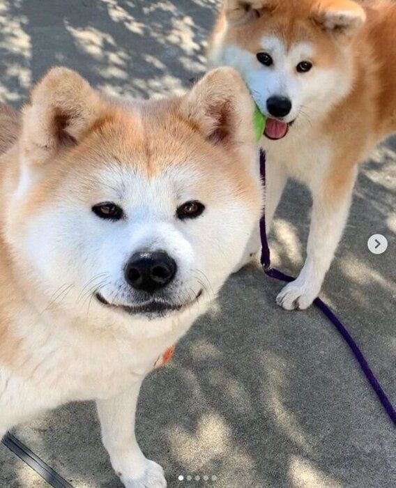 何か企んでいそうな笑みを浮かべる秋田犬 どうしたの いぬのきもちnews