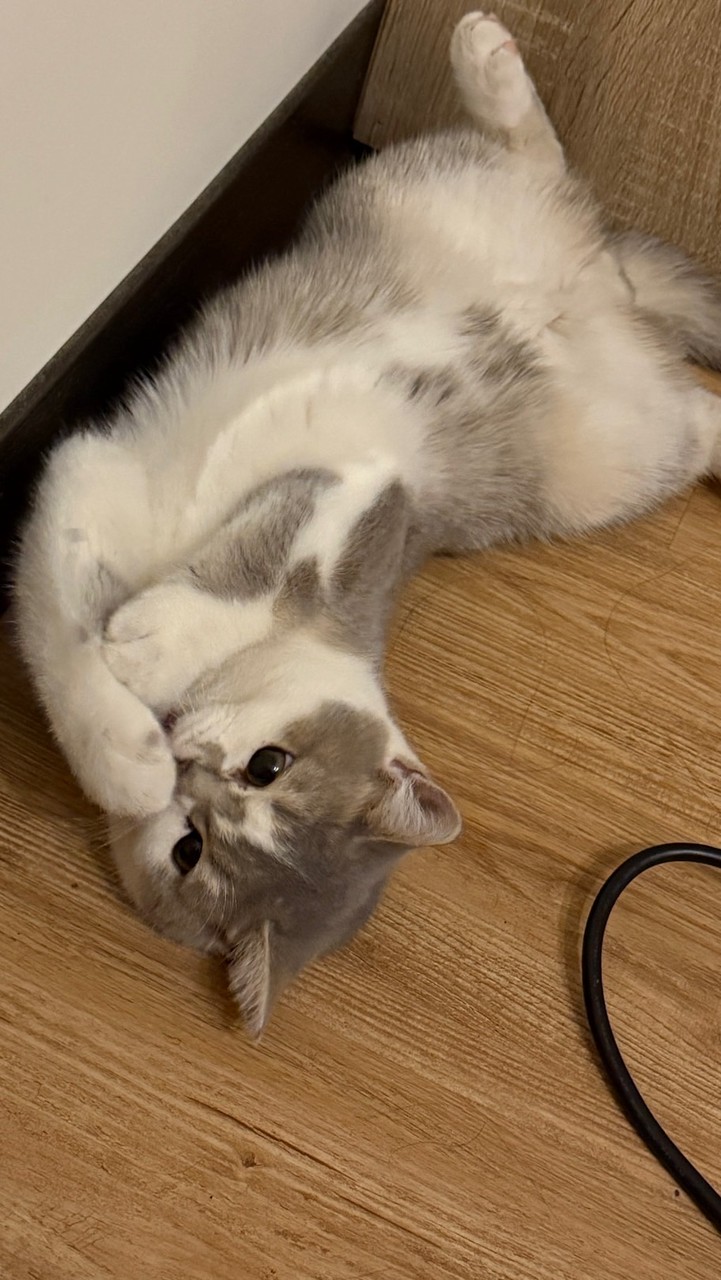 🐱海都貓貓管家🐱