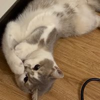 🐱海都貓貓管家🐱