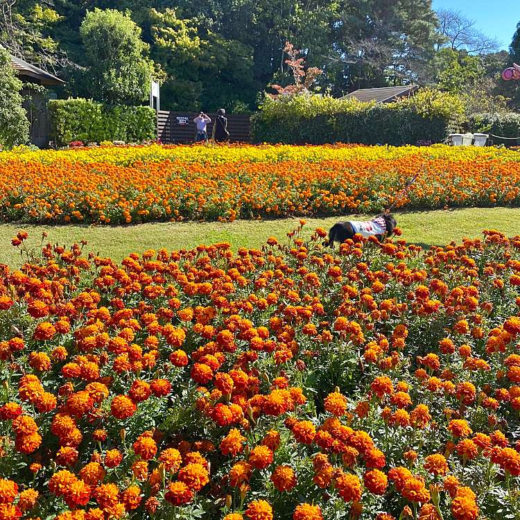 清水公園花ファンタジア シミズコウエンハナファンタジア 清水 清水公園駅 植物園 樹木園 By Line Place