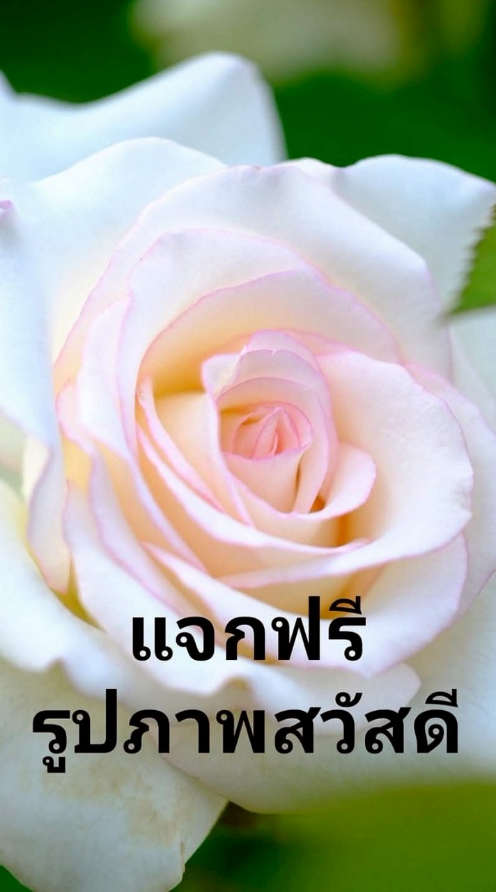 แจกฟรีรูปภาพสวัสดีทุกวัน