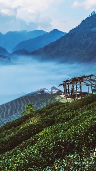 Plantravel Peltravlan เชียงใหม่