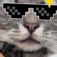 🐾東森寵物萬丹店🐾