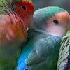 小鳥好きが雑談する部屋