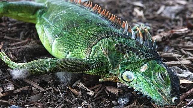 Iguana Hijau Berjatuhan Dari Pohon Di Florida Kenapa