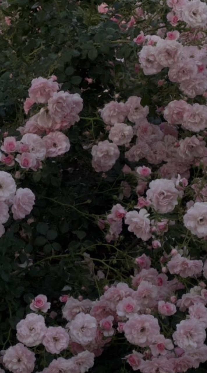 𝐈  𝐖𝐚𝐧𝐭  𝐘𝐨𝐮   ✩.*˚