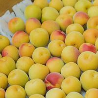 うめしごとでワイワイ