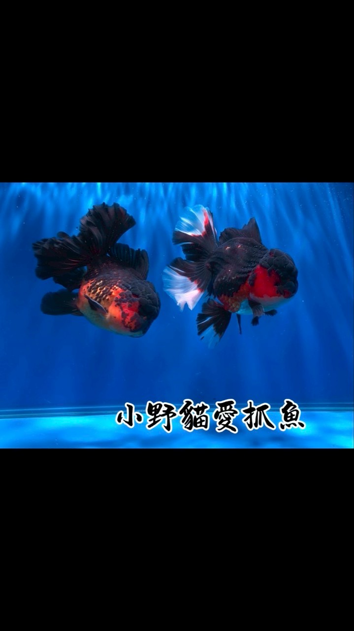 小野貓愛抓魚｜金魚｜直購·競標