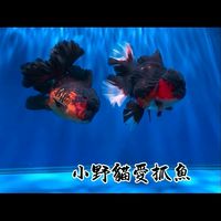 小野貓愛抓魚｜金魚｜直購·競標