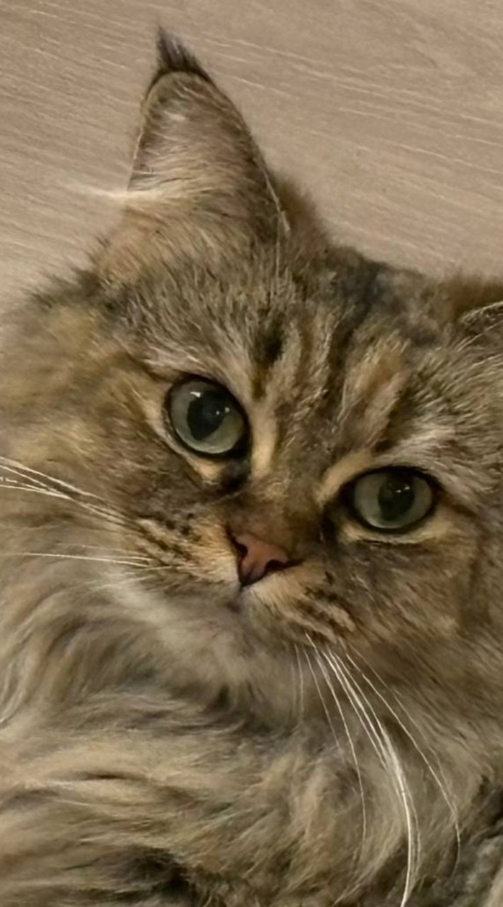 桃ちゃんサプライズ