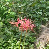 noiさん愛好会