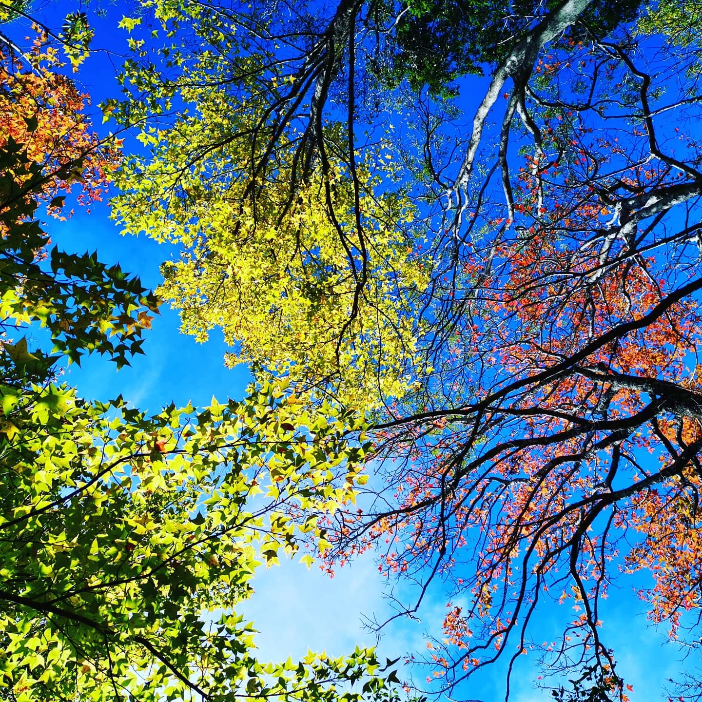 「奧萬大森林遊樂區」超完整賞楓攻略｜奧萬大賞楓景點整理