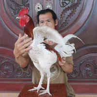 เปรูเพชรบุรี