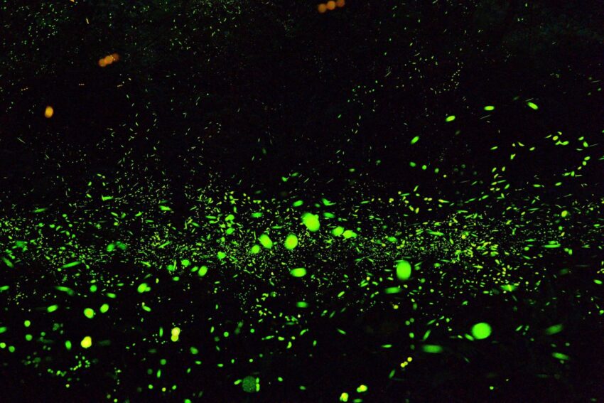 南投螢火蟲景點 2023南投螢火蟲景點｜超夢幻南投4大賞螢秘境全攻略 2 2023