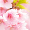 介護士交流会桜🌸北海道桜