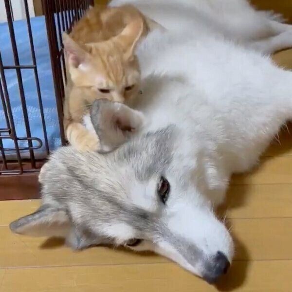 人にピタッとひっつく犬たち ひっつきたい理由がかわいすぎる