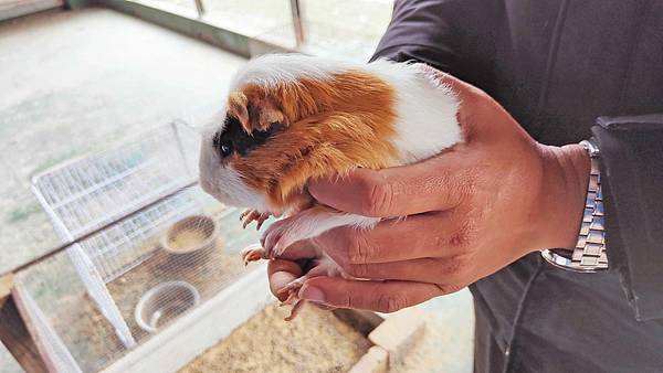 【彰化景點】正實親子農場-免門票免飼料費，還可以抱雞撿雞蛋餵鵝超多親子活動都不用錢哦！
