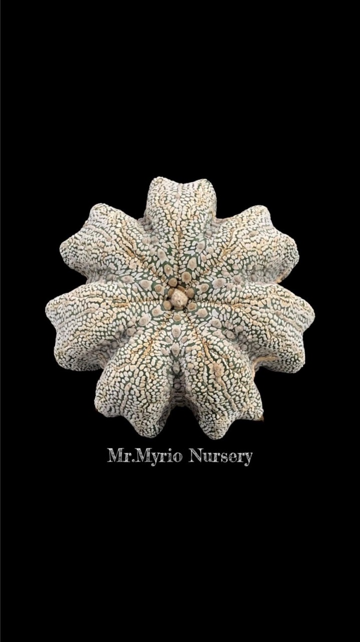 แอสโตรไฟตัม by Mr.Myrio Nursery Farm