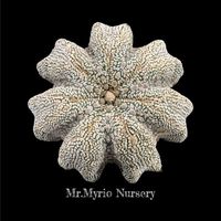 แอสโตรไฟตัม by Mr.Myrio Nursery Farm