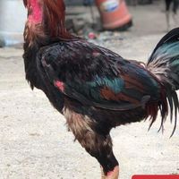 ซุ้ม ก.กะต๊าก