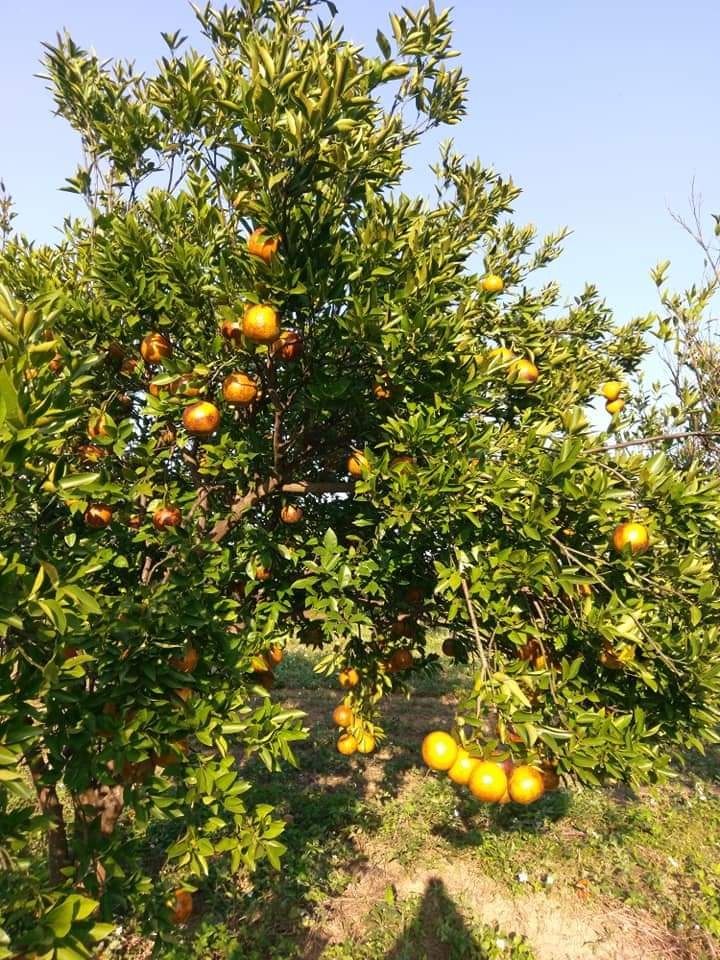 新竹峨眉快樂果園