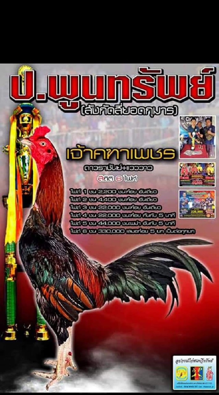 พิทยาฟาร์มไก่ชน โคราช