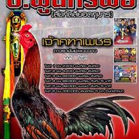 พิทยาฟาร์มไก่ชน โคราช