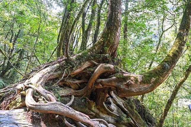 樣貌詭奇的樹木