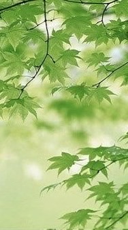 🌿シニア🌈気楽に楽しく語ろう癒し和らぎの部屋☕️