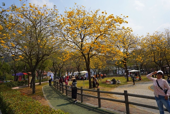 2023廍子公園黃花風鈴木花況,台中最美的黃金公園,廍子公園黃花風鈴木,廍子公園黃花風鈴木花況