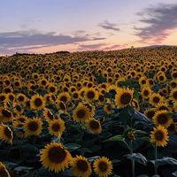 🎶女子限定🎶🌻大人の雑談部屋🌻