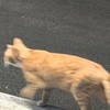 INI  プラメ  共有   💌💭