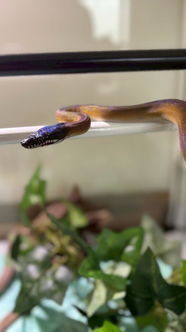 生き物好き