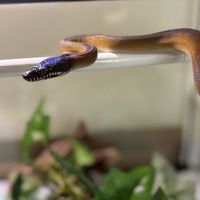 生き物大好きな人の集まる所(爬虫類•両生類•魚類•鳥類•奇虫•哺乳類)