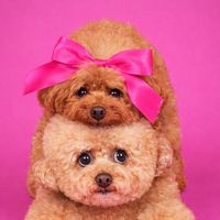 メリルル🐻🐻🎈