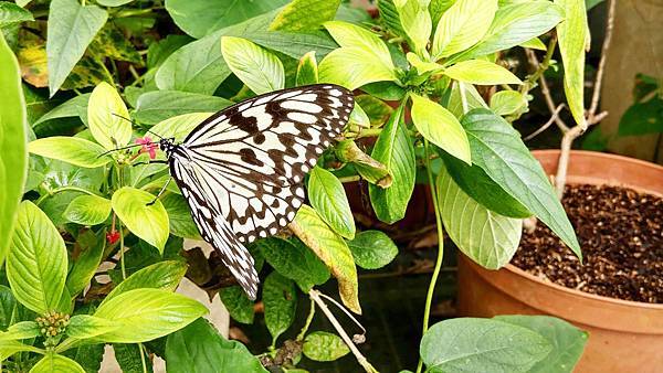 【台北景點】五股準園休閒生態農場-可以餵小動物、釣小龍蝦、看動物的好玩親子景點