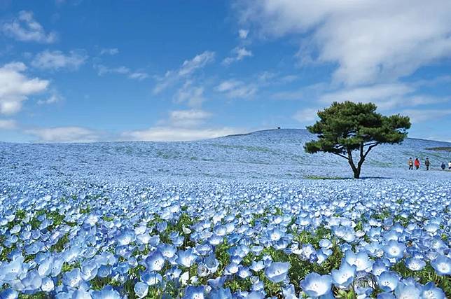 東京出發 茨城縣繽紛賞花旅 春天賞粉蝶花 秋天賞通紅掃帚草 空中海景咖啡廳 海上鳥居也不能錯過 Walkerland 窩客島 Line Today