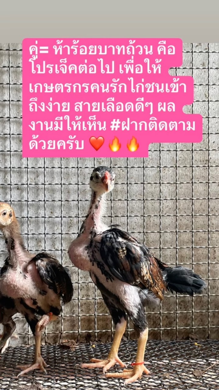 🌻แสงตะวันฟาร์ม (พัฒนาสายเลือดโอเล่ดง) พม่าหน้าหงอน🥇