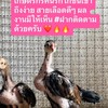 🌻แสงตะวันฟาร์ม (พัฒนาสายเลือดโอเล่ดง) พม่าหน้าหงอน🥇