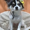 田中スバルブログ　オプチャ