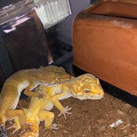 爬虫類レオパ、ニシアフ