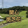 開心家族斑芝花球敘