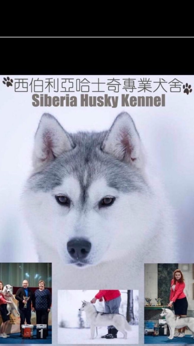 頂尖西伯利亞哈士奇