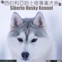 頂尖西伯利亞哈士奇