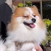 ファミリー愛