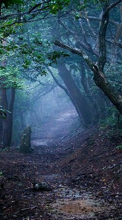 The Magic Forest.
