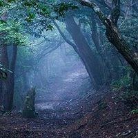 The Magic Forest.