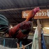 ซุ้มไก่ชน หนุ่มรถวัว พม่าแม่สะเรียง