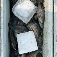 雲林釣魚釣點分享交流群